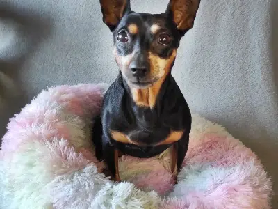 cama antiestres nido mini pinscher