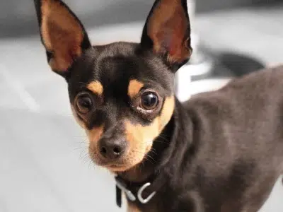 mini pinscher orejas no cortadas