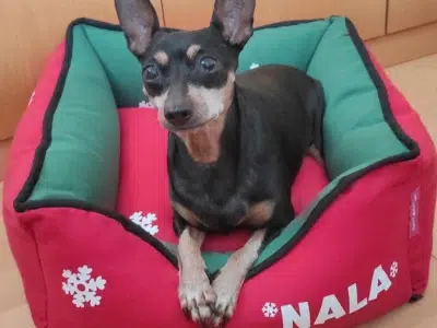 nala la mini pinscher