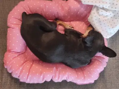 nala mini pinscher con la cola cortada
