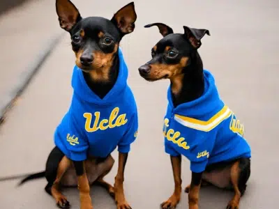 ropa para perros pincher