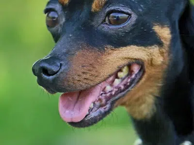 salud dental mini pinscher