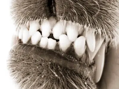 salud dental pinscher miniatura