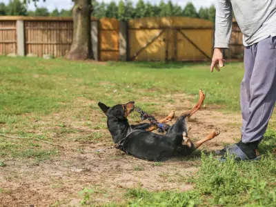 adiestrar-a-un-mini-pinscher
