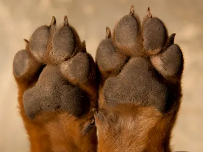 cortar uñas a un pinscher