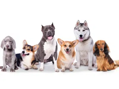 refranes de perros