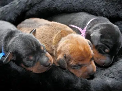 comprar pinscher