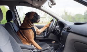 como llevar al perro en coche dgt