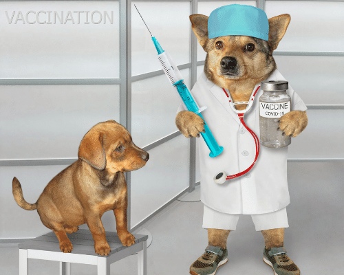 intervencion asistida con perros