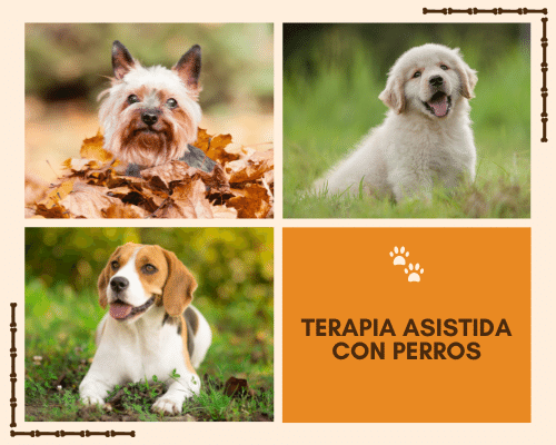Te gustaría que tu perro coma en tu mesa?
