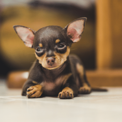 mini pinscher adiestrar hacer necesidades
