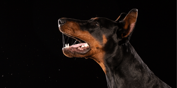 lenguaje mini pinscher