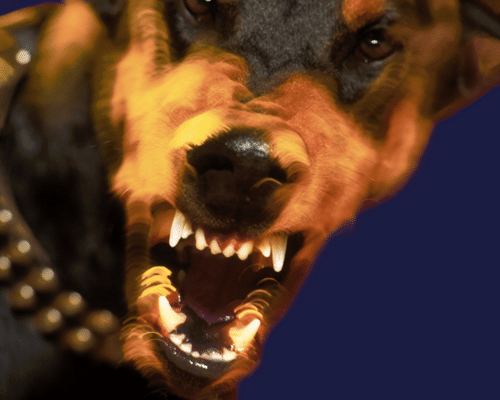 miedo al mini pinscher