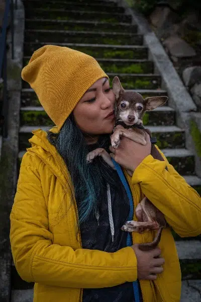 amor pinscher miniatura