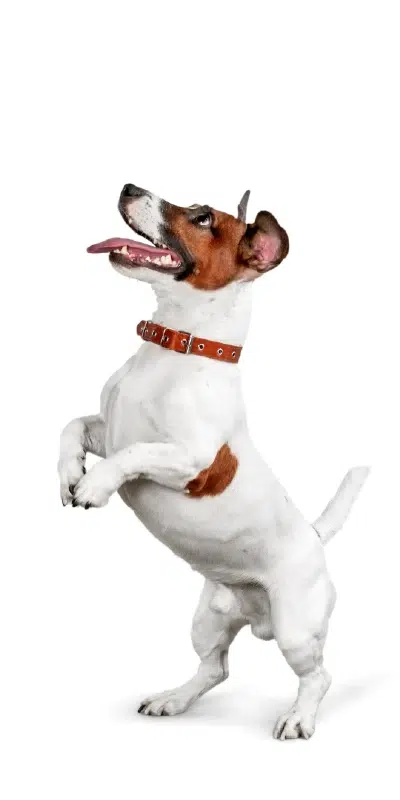 curso adiestramiento canino perro mini pincher
