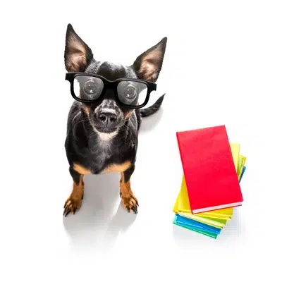 educacion perro pincher miniatura