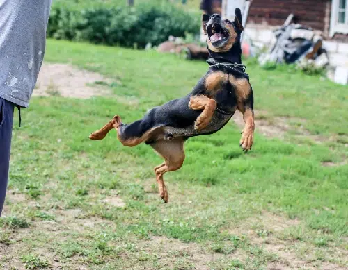 entrenamiento mini pinscher