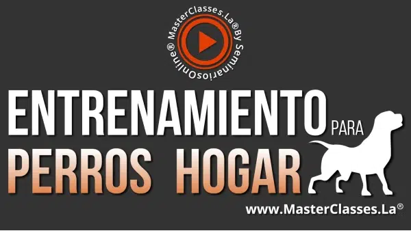 entrenamiento para mini pinscher