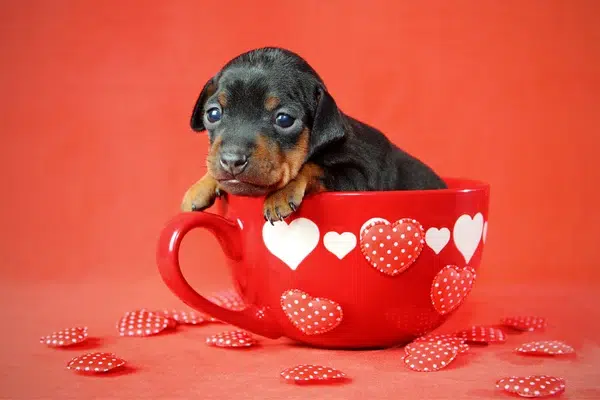 mini pinscher alimento
