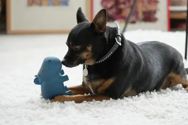 mini pinscher jugando en casa