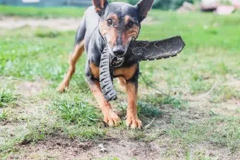 pinscher miniatura actividades en exterior