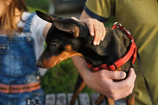 pinscher miniatura en familia