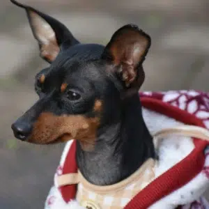 pinscher miniatura