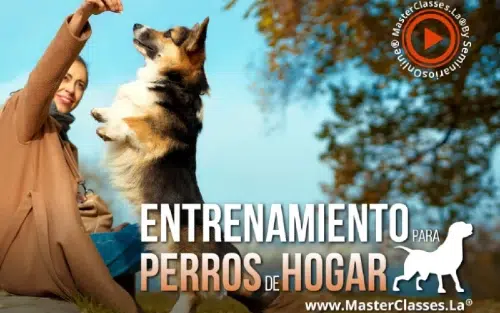 CURSO ENTRENAMIENTO MIN PINCHER