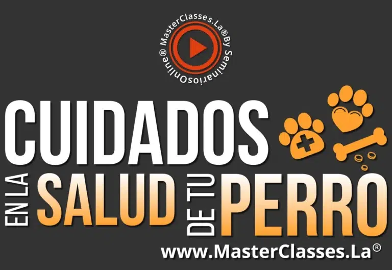cuidados correctos en la salud de tu perro banner