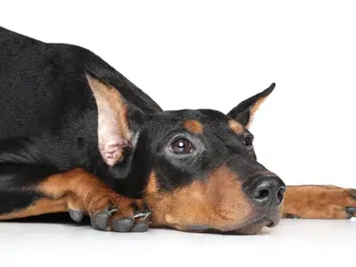 enfermedades habituales del mini pinscher(1)