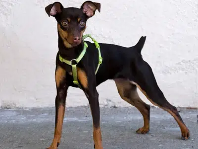 mejores arneses para mini pinscher
