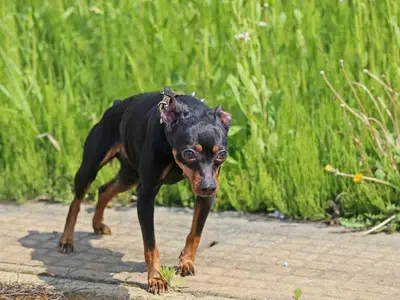 mini pinscher mas sano con alimento de calidad