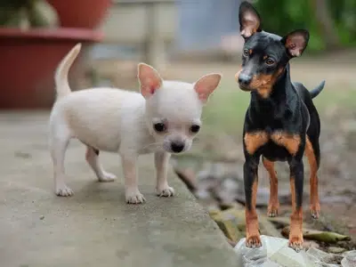 mini pinscher vs chihuahua