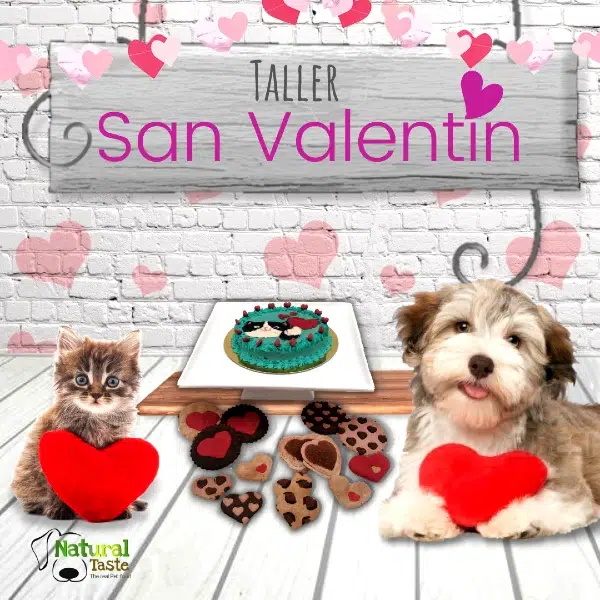 san valentin para perros