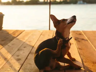 perro pinscher con caspa