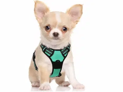 arnes rabbitgoo para mini pinscher
