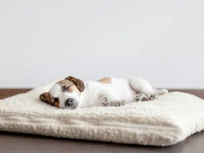 cama ortopedica para perros