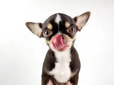 cocinar carne para perro pequeño