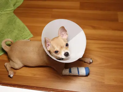 condroprotectores para perros
