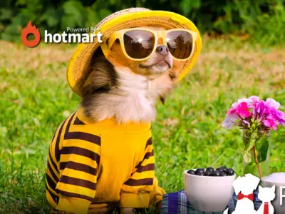 emprender con ropa para perritos