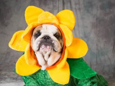 disfraz de flor para perros disfraz de flor para perros