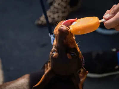 helados para perritos