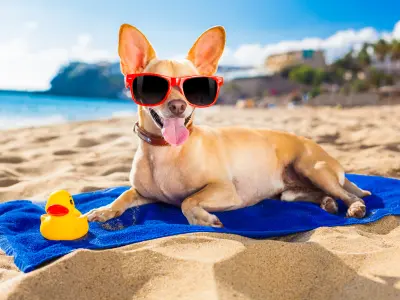 colchonetas veraniegas para perros