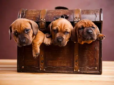 nombres para perritas