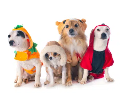 ropa para perros