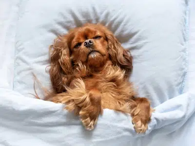 camas originales para perros