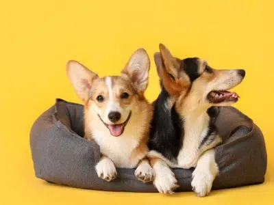 camas para perros elegir la mejor