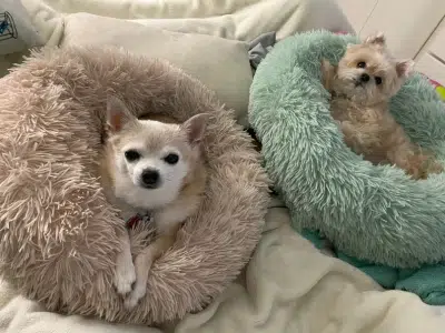 camas para perros pequeños como negocio