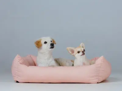 emprende con camas mascotas