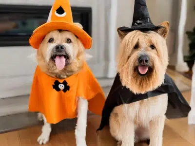 DISFRAZ DE HALLOWEEN PARA PERRITOS